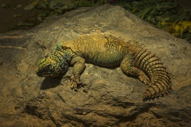 Süslü mastigure (Uromastyx ornata).