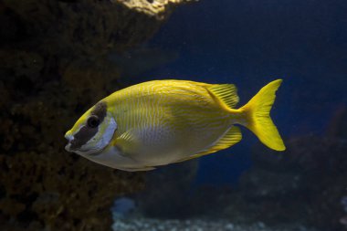 Maskeli omurga (Siganus puellus).