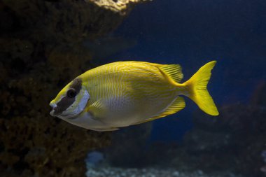 Masked spinefoot (Siganus puellus). clipart