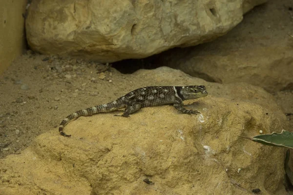 Macdougall Spiny Lizard Sceloporus Macdougalli — Stock Photo, Image