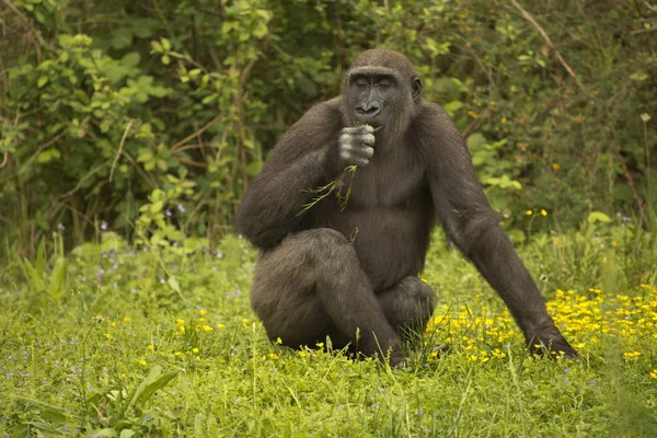 Gorila Západní Gorilla Gorilla — Stock fotografie