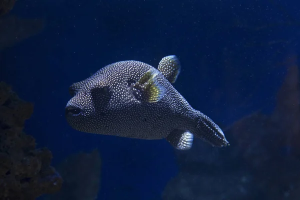 Guineafowl Pufferfish Golden Puffer Arothron Meleagris — Stock Photo, Image