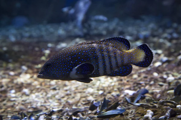 Roi Bluespotted Grouper Celestial Grouper Cephalopholis Argus — Stock Photo, Image