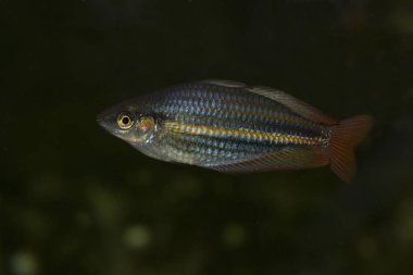 Cüce rainbowfish (Melanotaenia praecox).