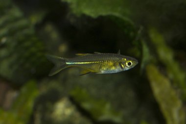 Celebes gökkuşağı balığı (Marosatherina ladigesi), Sulawesi endemik.