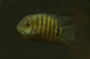  Cichlasoma severum cichlid (Heros severus).
