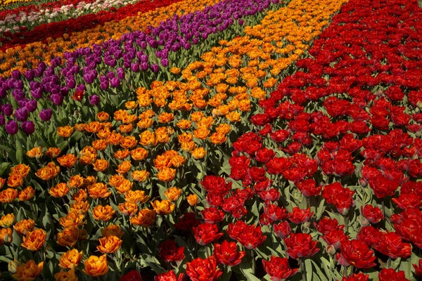 Kwiat Pole Parku Keukenhof Holandia — Zdjęcie stockowe