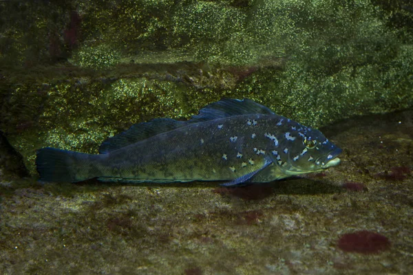 Kelp Greenling Hexagrammos Decagrammus — Stock Photo, Image