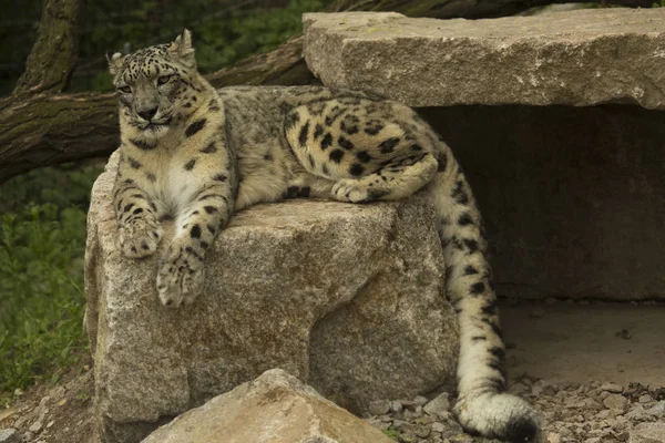 Kar Leoparı Panthera Uncia — Stok fotoğraf