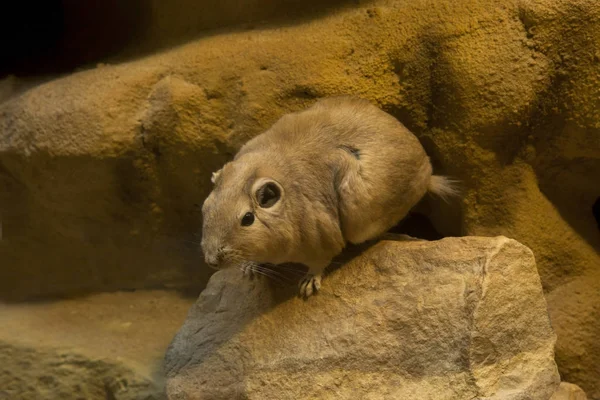 Časté Gundi Ctenodactylus Gundi — Stock fotografie