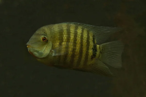  Cichlasoma severum cichlid (Heros severus).
