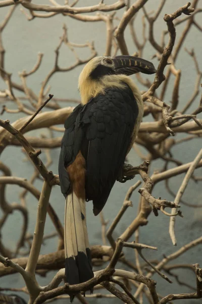 Visayan Neushoornvogel Penelopides Panini — Stockfoto