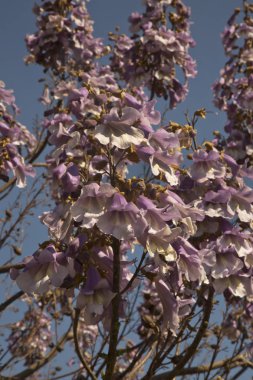 Çiçekli ağaç dalı Jacaranda yakın. 