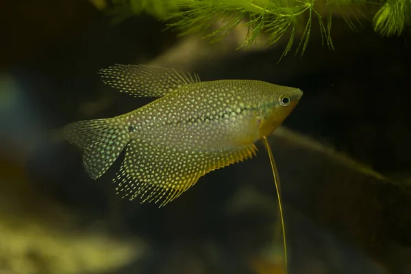 Pearl Gurámi Trichopodus Leeri Akváriumban — Stock Fotó