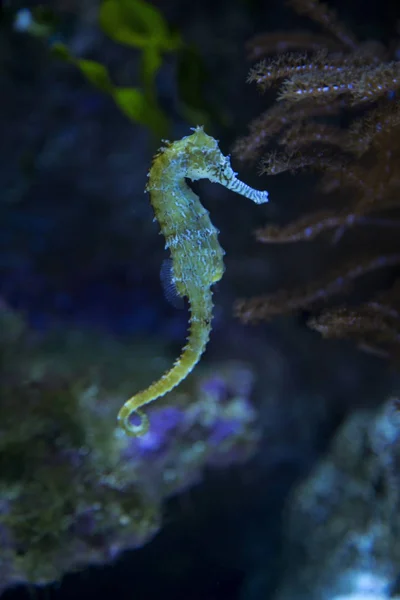 水族館の長いヌートシーホース 海馬ガトゥラトゥス — ストック写真