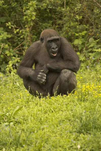 Goryl Zachodni Goryl Gorilla Zoo — Zdjęcie stockowe