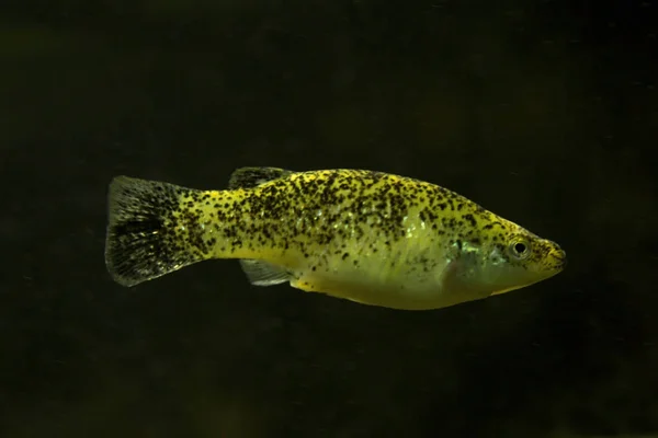 Golden Topminnow Fundulus Chrysotus Aquarium — Stock Photo, Image