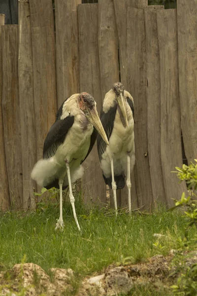 Marabou Stork Leptoptilos Crumenifer Dierentuin — Stockfoto