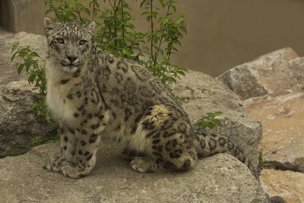 Hayvanat Bahçesinde Kar Leoparı Panthera Uncia — Stok fotoğraf