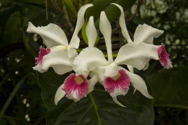  Orkide Laelia purpurata var. Carnea.