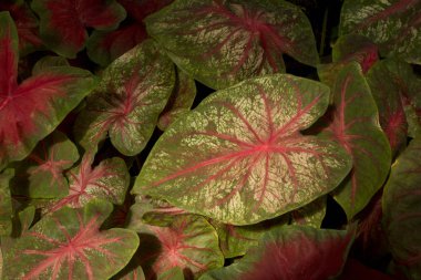  Caladium bicolor (Melek Kanatları, İsa'nın Kalbi, Fil kulağı).