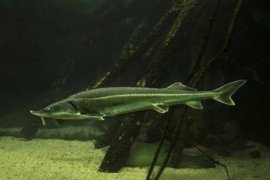 Akvaryumda Sterlet (Acipenser ruthenus). 