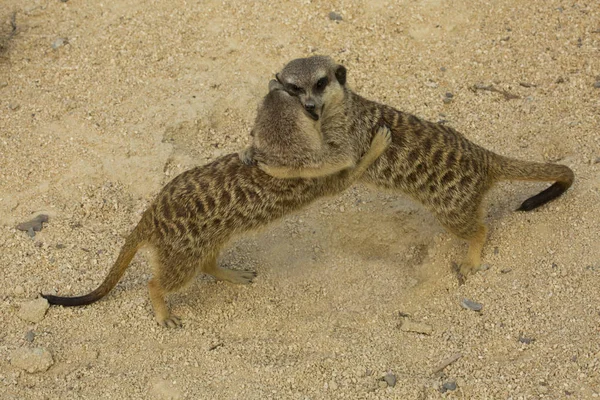 Meerkat Suricata Suricatta Zoológico — Fotografia de Stock