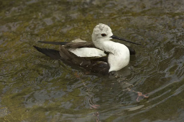 Zancos Alas Negras Himantopus Himantopus Zoológico — Foto de Stock