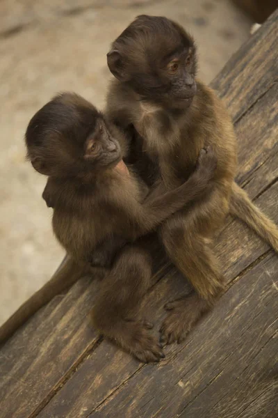 Gelada Baboon Theropithecus Gelada Zoológico — Foto de Stock