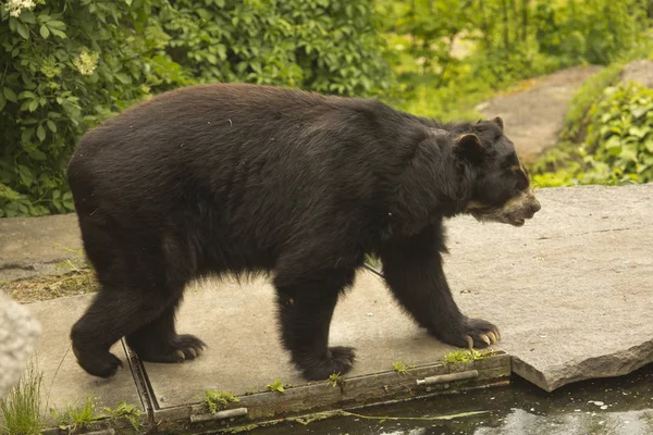 Oso Anteojos Tremarctos Ornatus Zoológico — Foto de Stock