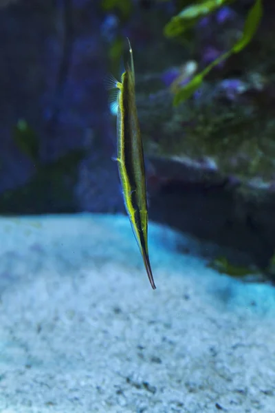 Peixes Índia Crustáceos Aeoliscus Strigatus — Fotografia de Stock