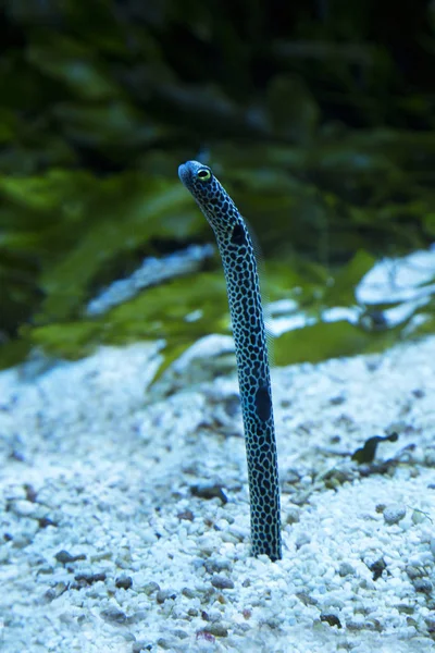 Spotted garden eel (Heteroconger hassi).