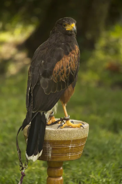 Golden Eagle Aquila Chrysaetos — Stock Photo, Image