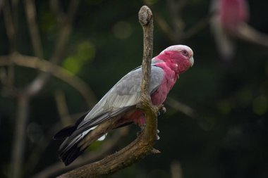 Galah, pembe ve gri kakadu (Eolophus roseicapilla).