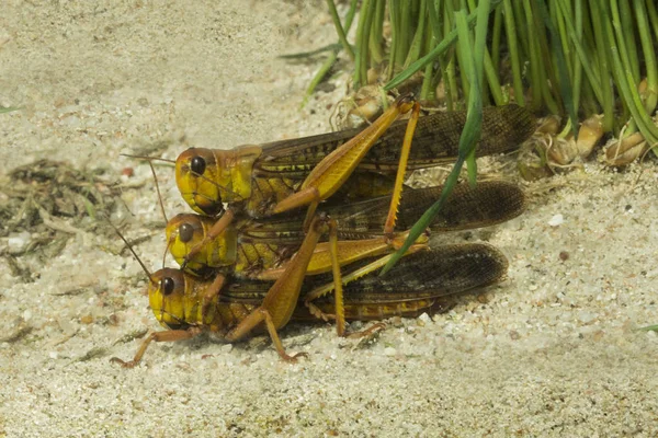 Hayvanat Bahçesinde Göçmen Çekirge Locusta Migratoria — Stok fotoğraf