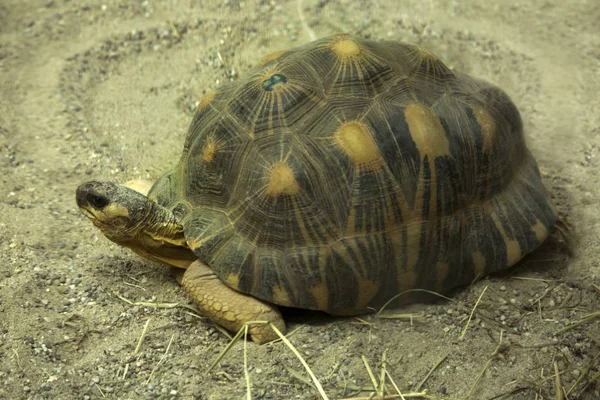 Želva Vyzařovala Zoo Astrochelys Radiata — Stock fotografie