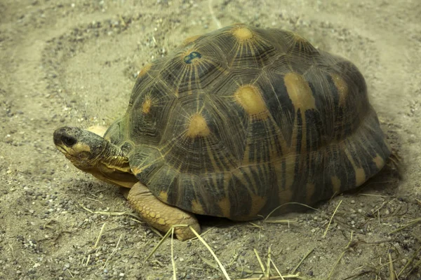 動物園で放射されたカメ アストロチェリスラジエータ — ストック写真