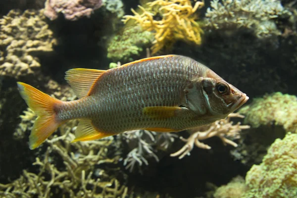 Kılıç Sincap Balığı Dev Sincap Balığı Dikenli Sincap Balığı Sargocentron — Stok fotoğraf