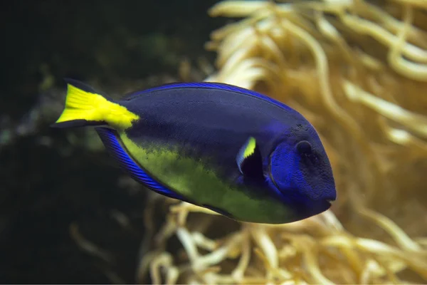 Mavi Hippo Tang Paracanthurus Hepatus — Stok fotoğraf