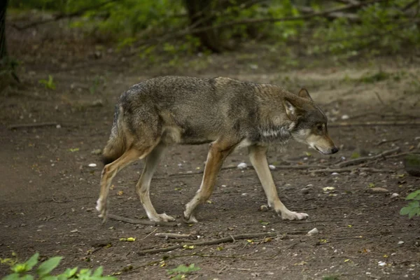 Loup Gris Loup Bois Loup Toundra Canis Lupus Lupus — Photo