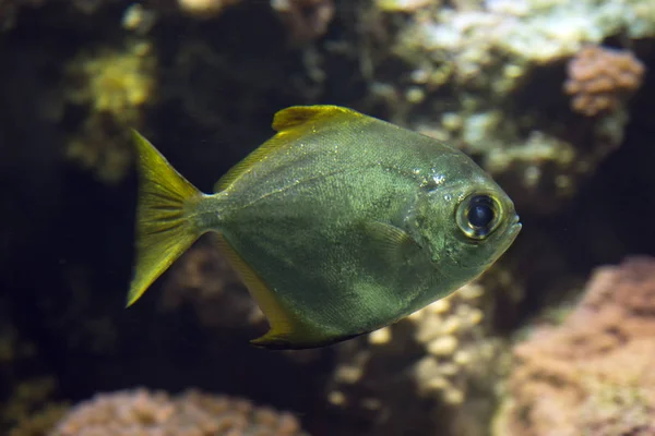 Zilveren Moonyfish Zilveren Moony Boter Bream Diamondfish Monodactylus Argenteus — Stockfoto