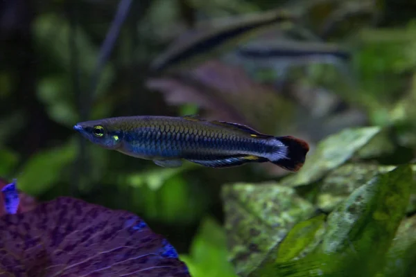 Madagaskar gökkuşağı balığı (Bedotia madagascariensis) akvaryumda.