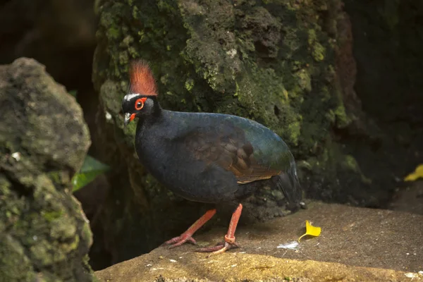 Kuif Partridge Rollulus Rouloul Post — Stockfoto