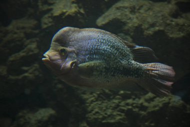 Vieja melanura (Kızıl baş cichlid, quetzal cichlid, ateş başlı cichlid). 