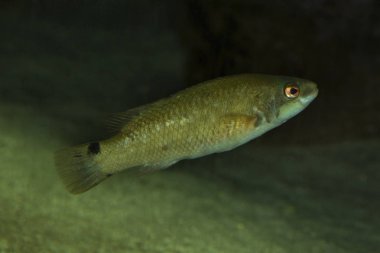 Goldsinny wrasse (Ctenolabrus rupestris).