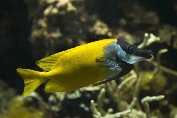 Fuchskaninchenfisch Siganus Vulpinus Aquarium — Stockfoto