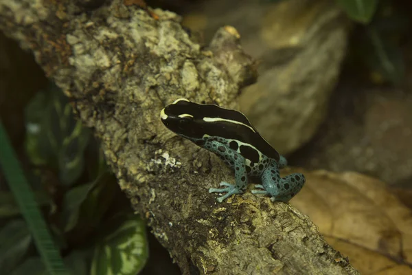 Dyeing Dart Frog Tinc Dyeing Poison Frog Dendrobates Tinctorius — Stock Photo, Image