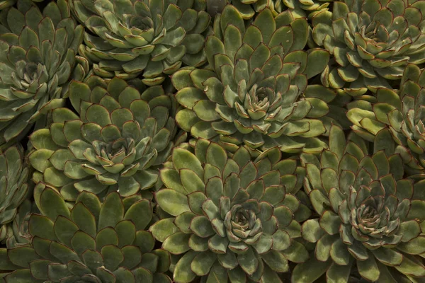 长春藤 常绿肉质植物 — 图库照片