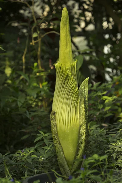 Amorphophallus titanum, titan arum.