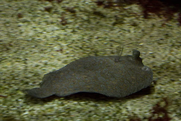 Wide Eyed Flounder Bothus Podas — Stock Photo, Image